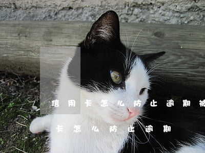 信用卡怎么防止逾期被凍結(jié)（信用卡怎么防止逾期）