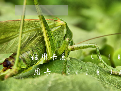 信用卡怎樣協(xié)商免息-怎樣跟信用卡協(xié)商還款