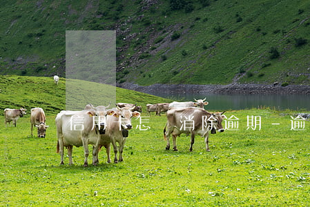 信用卡怎樣消除逾期-逾期怎么辦信用卡