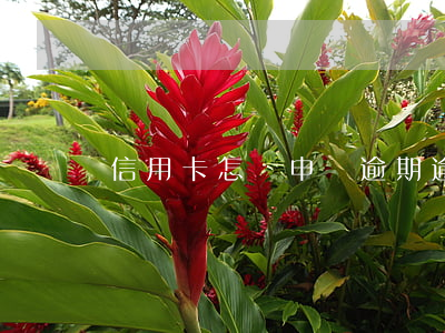 信用卡怎樣申請逾期 逾期怎么申請信用卡