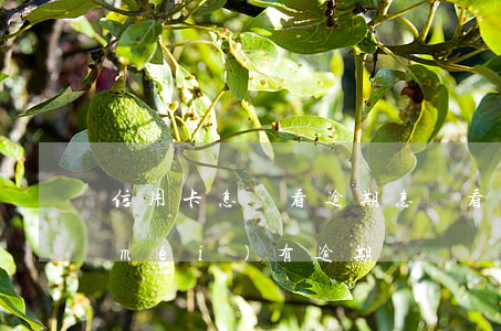 信用卡怎樣看逾期(怎樣看自己信用卡有沒(méi)有逾期)