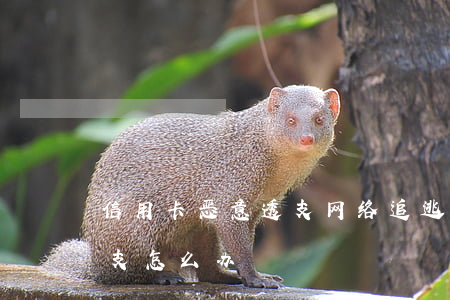 信用卡恶意透支网络追逃(警察信用卡恶意透支怎么办)