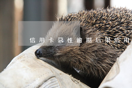 信用卡惡性逾期后果(信用卡惡性逾期后果)