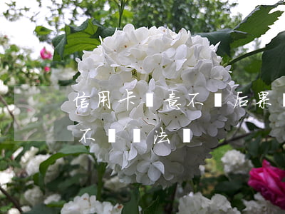 信用卡惡意不還后果(惡意透支別人的信用卡不還違法嗎)