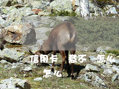 信用卡惡意不還怎么處理(信用卡惡意不還款會怎么樣)