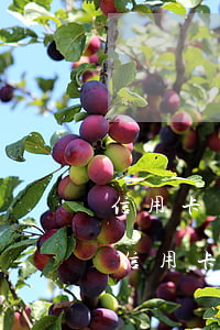 信用卡惡意不還有什么后果(惡意透支別人的信用卡不還違法嗎)