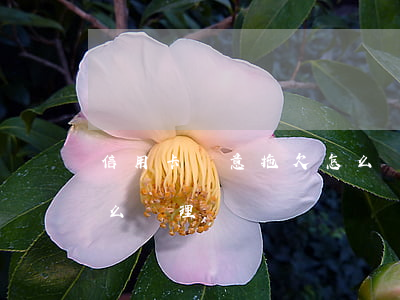 信用卡惡意拖欠怎么處理(信用卡惡意欠款怎么處理)