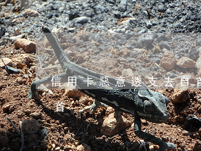 信用卡惡意透支去自首(信用卡惡意透支去自首)