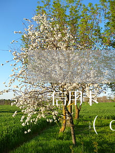 信用卡惡意透支報案申請(信用卡惡意透支申請調(diào)查)
