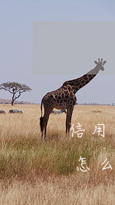 信用卡惡意透支心得體會(huì)(信用卡怎么樣才算是惡意透支)