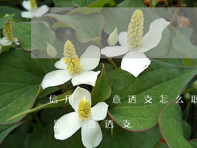 信用卡惡意透支怎么取證(信用卡怎么樣才算是惡意透支)