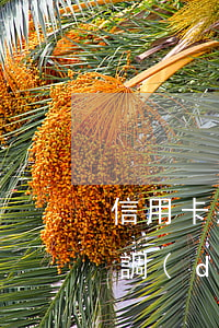 信用卡惡意透支的摘要(信用卡惡意透支申請調(diào)查)