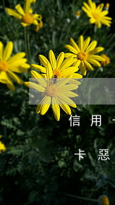 信用卡惡意透支短信范文(收到短信通知信用卡惡意透支處置流程)
