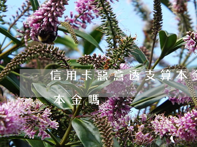 信用卡惡意透支算本金嗎(信用卡惡意透支算本金嗎)