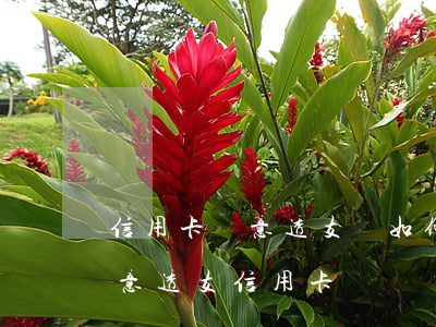信用卡惡意透支該如何駁回(什么情況算是惡意透支信用卡)