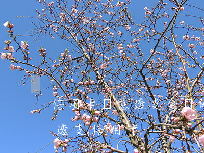 信用卡惡意透支金額的判定(什么情況算惡意透支信用卡)