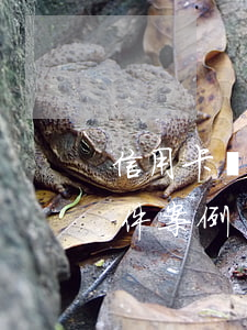 信用卡惡意逾期案件案例(信用卡惡意逾期案件案例)