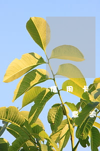 信用卡惡意逾期構(gòu)成條件(信用卡惡意逾期立案標(biāo)準(zhǔn))
