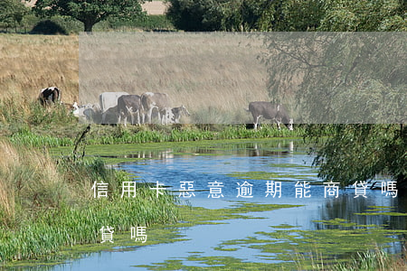 信用卡惡意逾期能商貸嗎(信用卡逾期貸款能貸嗎)