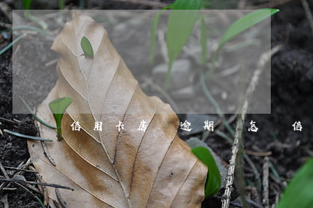 信用卡房貸逾期會怎樣(信用卡房貸逾期會怎樣)