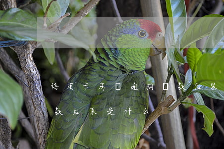 信用卡房貸逾期還款后果(信用卡房貸逾期還款后果是什么)