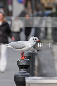 信用卡打了錢怎么還會逾期