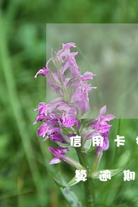 信用卡扣手續(xù)費(fèi)后超額算逾期嗎(超期扣款算逾期嗎)
