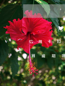 信用卡扣款日錢不夠會逾期嗎(卡里有錢不扣算逾期嗎)