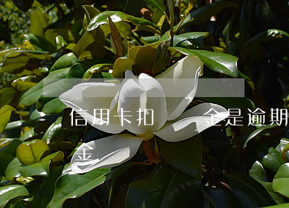 信用卡扣違約金是逾期了嗎(信用卡逾期違約金)