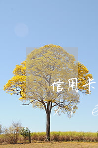 信用卡找人協(xié)商(信用卡找人協(xié)商可以嘛)