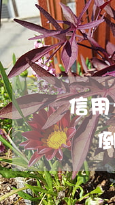 信用卡把賬單倒完就不算逾期嗎(信用卡把賬單倒完就不算逾期嗎)
