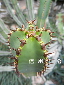 信用卡抢单怎么用