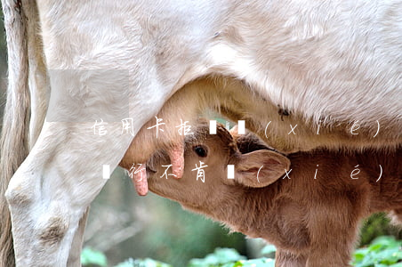 信用卡拒絕協(xié)商怎么辦(欠信用卡銀行不肯協(xié)商怎么辦)