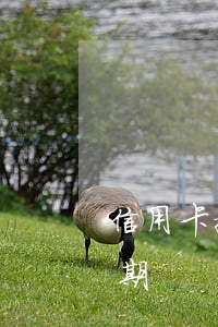 信用卡拖多久才會逾期(信用卡拖延幾天算逾期)