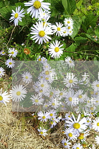 信用卡拖欠協(xié)商停息 逾期很久的信用卡協(xié)商