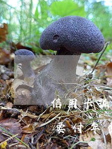 信用卡挂失费用产生逾期(我信用卡挂失了,还要付年费吗)