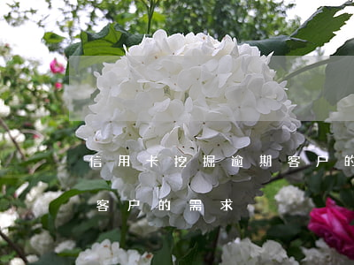 信用卡挖掘逾期客户的需求(信用卡挖掘逾期客户的需求)