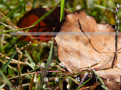信用卡授權(quán)怎么處理逾期(什么是信用卡授權(quán))