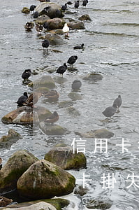 信用卡掛失了不還款會(huì)怎樣(信用卡掛失了不還款會(huì)怎樣)