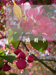 信用卡掛失導(dǎo)致逾期怎么辦（信用卡掛失導(dǎo)致逾期）
