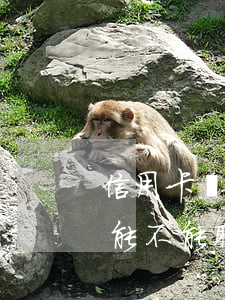 信用卡掛失逾期信息(掛失的信用卡又找到了能不能取消掛失)
