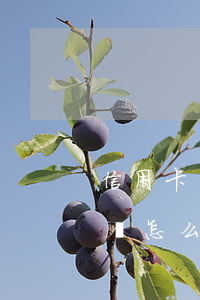 信用卡掛賬停息怎樣申請(銀行信用卡停息掛賬怎么申請)