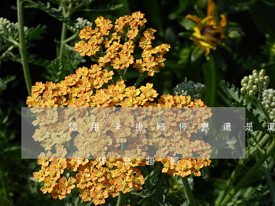 信用卡掛賬停息還是還不上怎么辦-欠信用卡停息掛賬