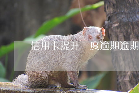 信用卡提升額度逾期(逾期了信用卡會降額嗎)