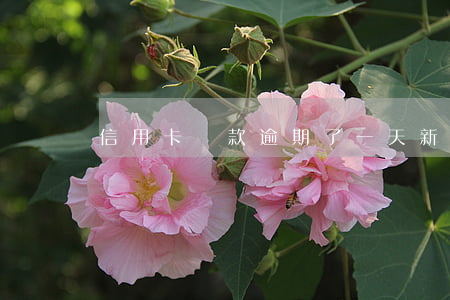 信用卡換款逾期了一天(新用卡逾期一天)