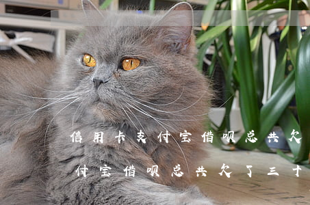 信用卡支付宝借呗总共欠了三十万(信用卡支付宝借呗总共欠了三十万)