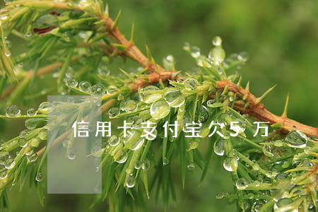 信用卡支付宝欠5万