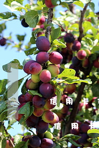 信用卡支付寶美團都逾期了 支付寶綁定美團信用卡