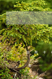 信用卡收滯納金算逾期了嗎(信用卡 逾期 滯納金)