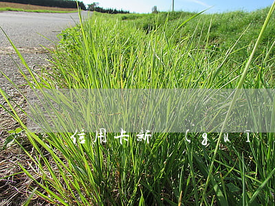 信用卡新規(guī)欠幾萬報案